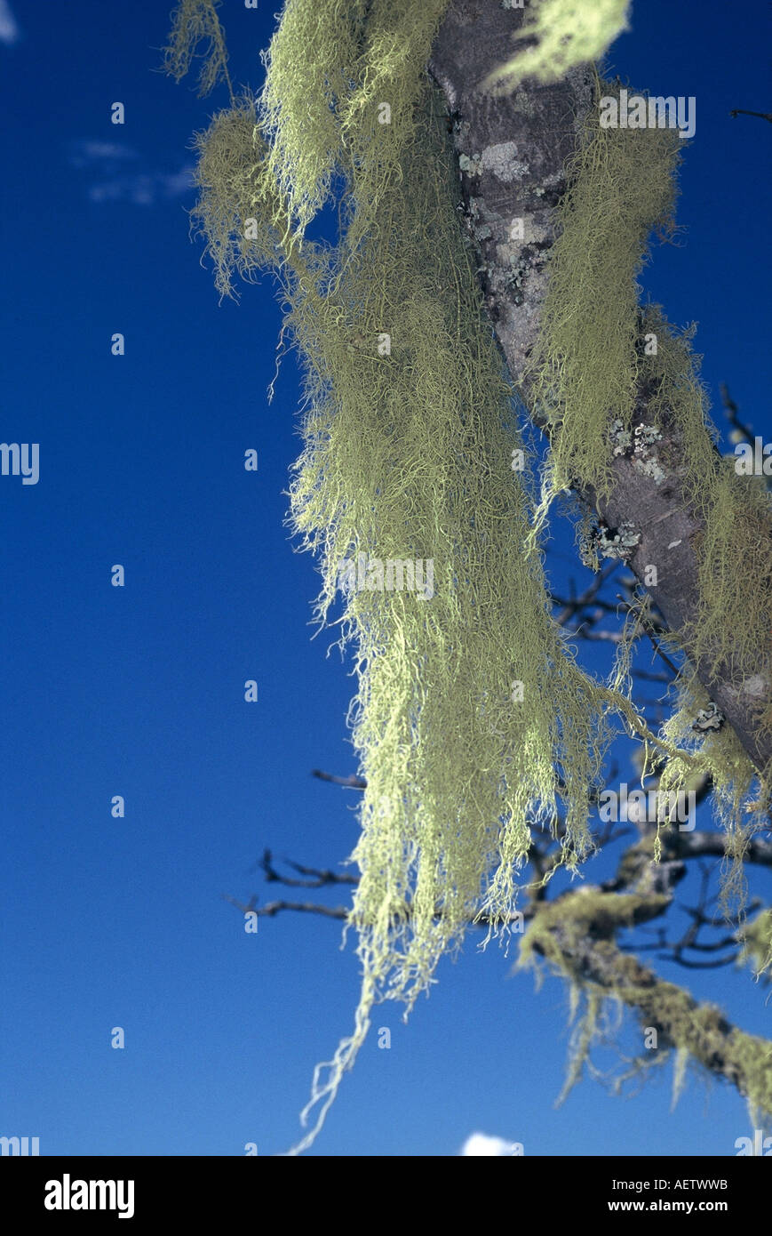 Aerial lichen in Msasa trees Stock Photo