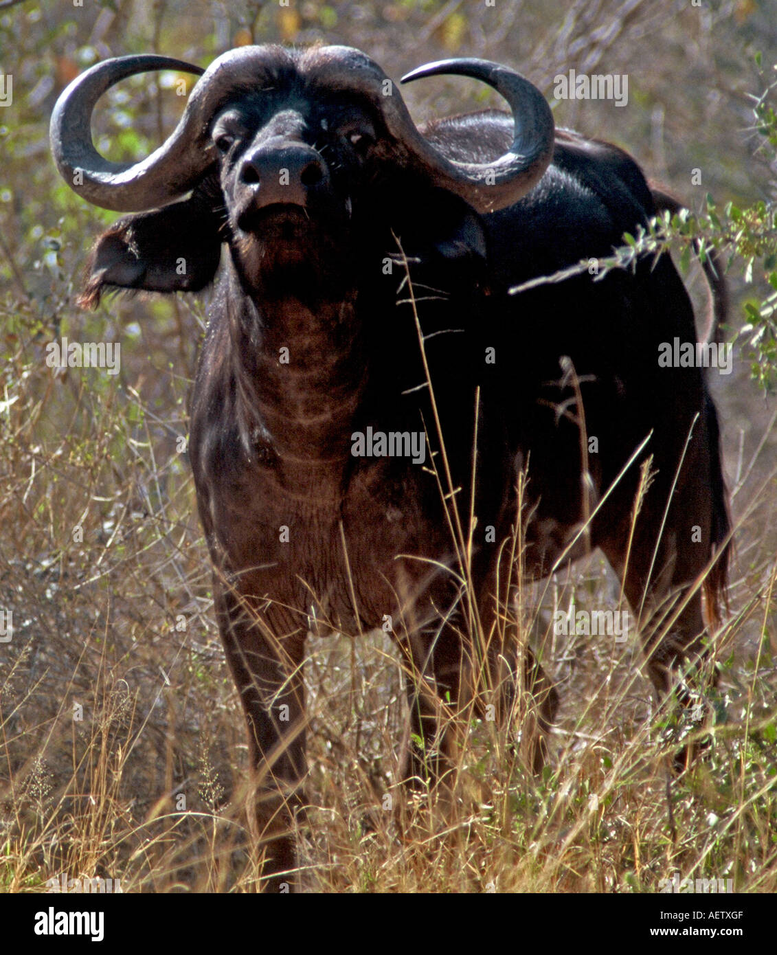 alert bull, Syncerus caffer Stock Photo