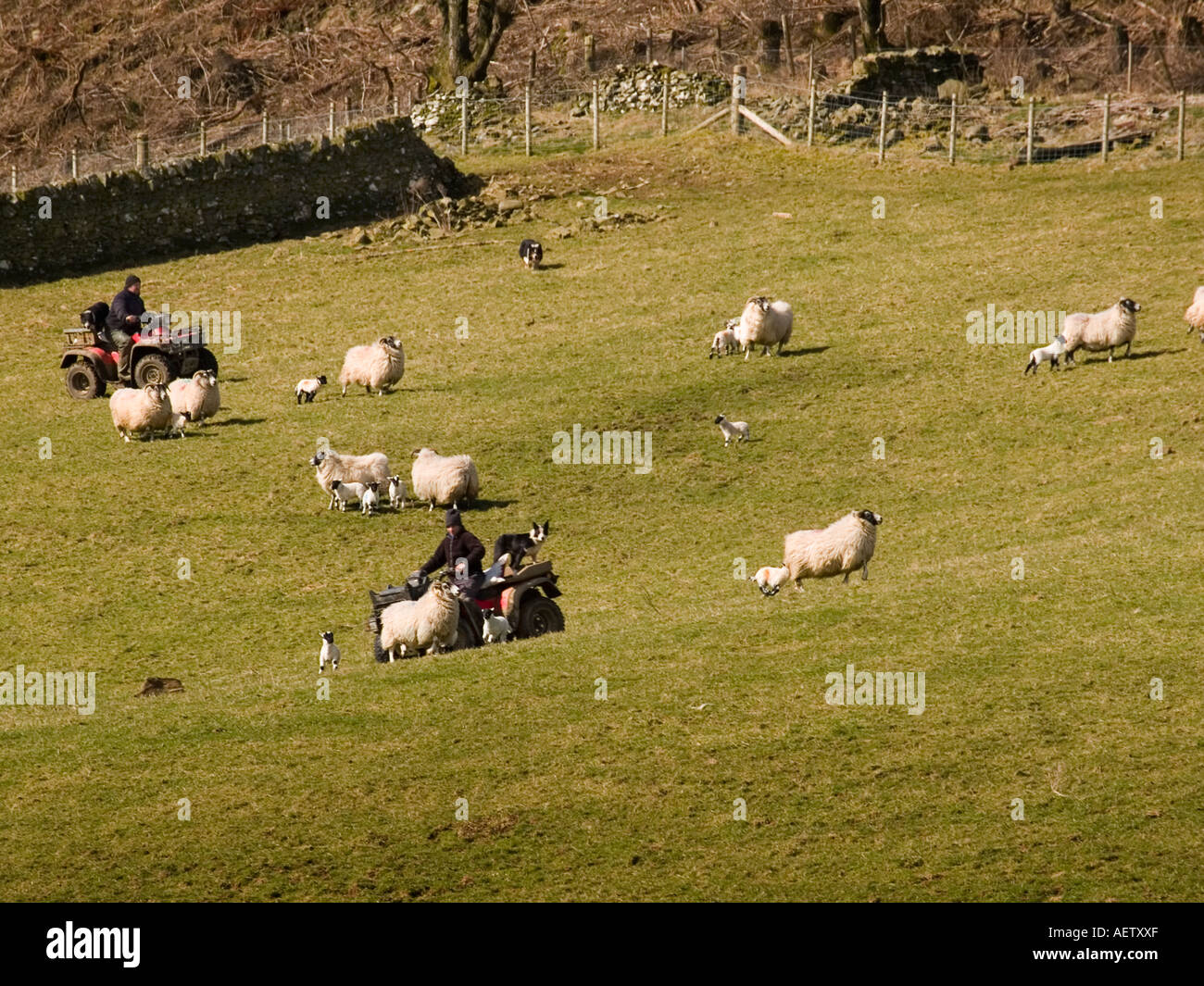 Shepherds use their dogs and quad bikes to round up ewes and newborn lambs. Stock Photo