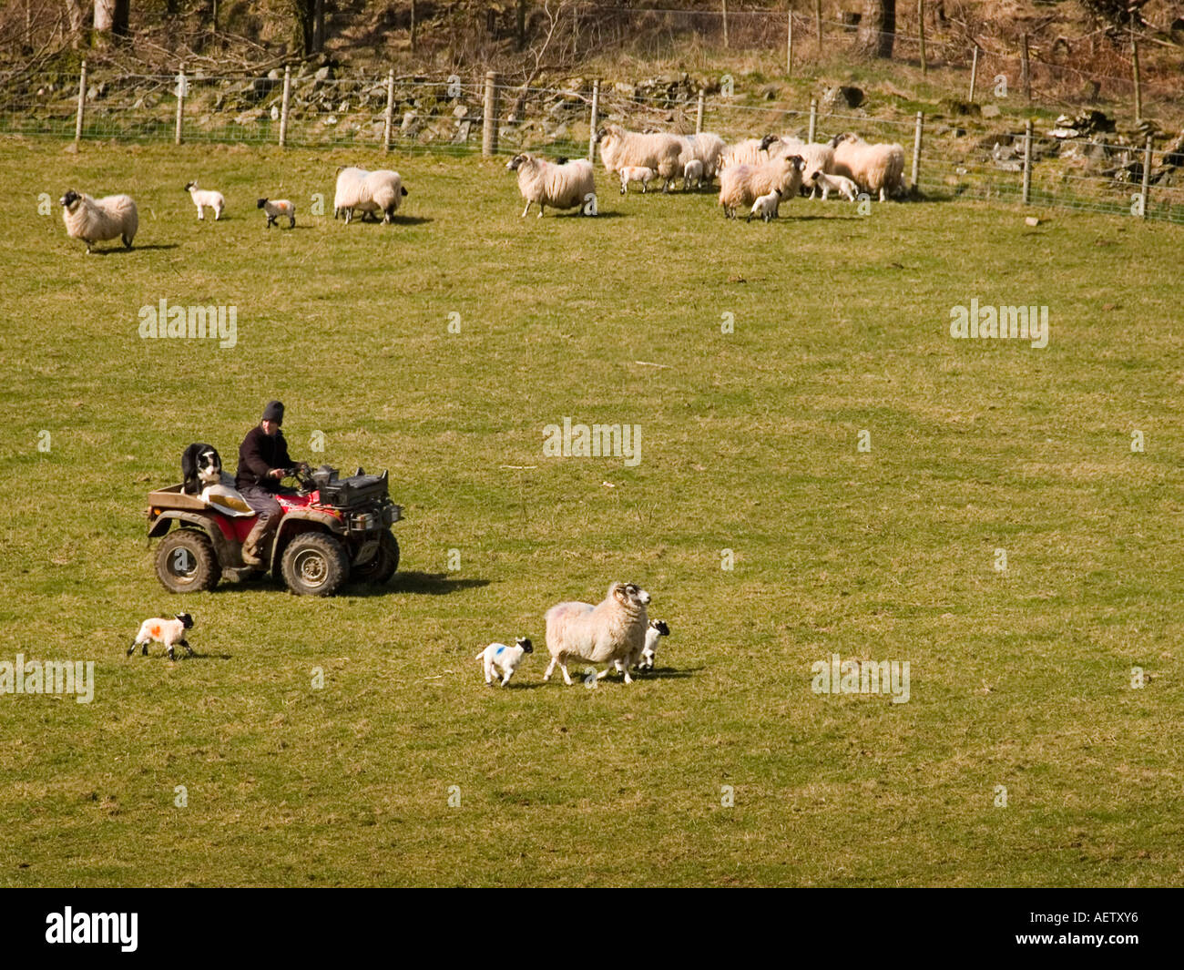 Shepherd on quad bike rounding up ewes and lambs on farm. Stock Photo