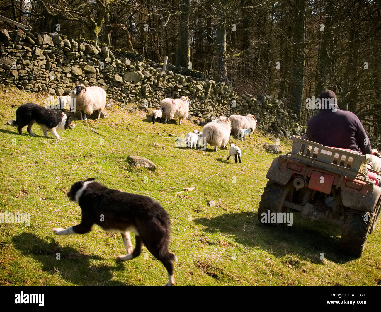 Shepherd and dogs rounding up ewes and lambs. Stock Photo
