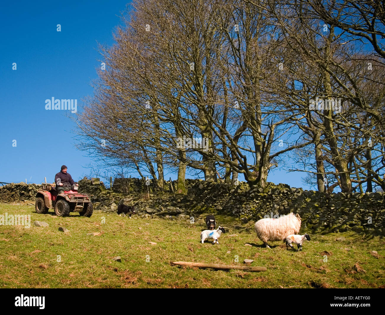Shepherd on his quad bike rounding up ewes and lambs Stock Photo