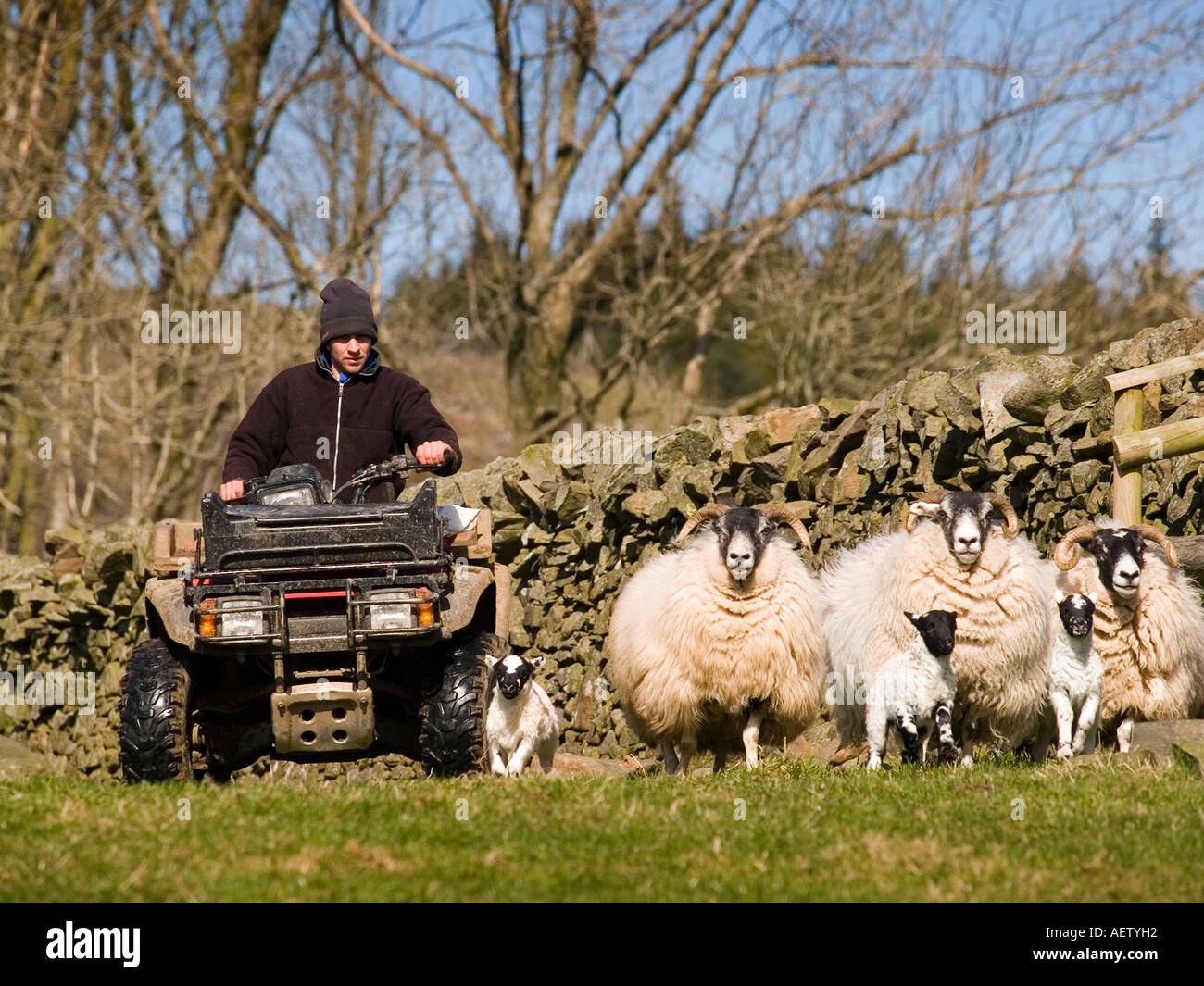 Shepherd on quad bike rounding up ewes and newborn lambs. Stock Photo