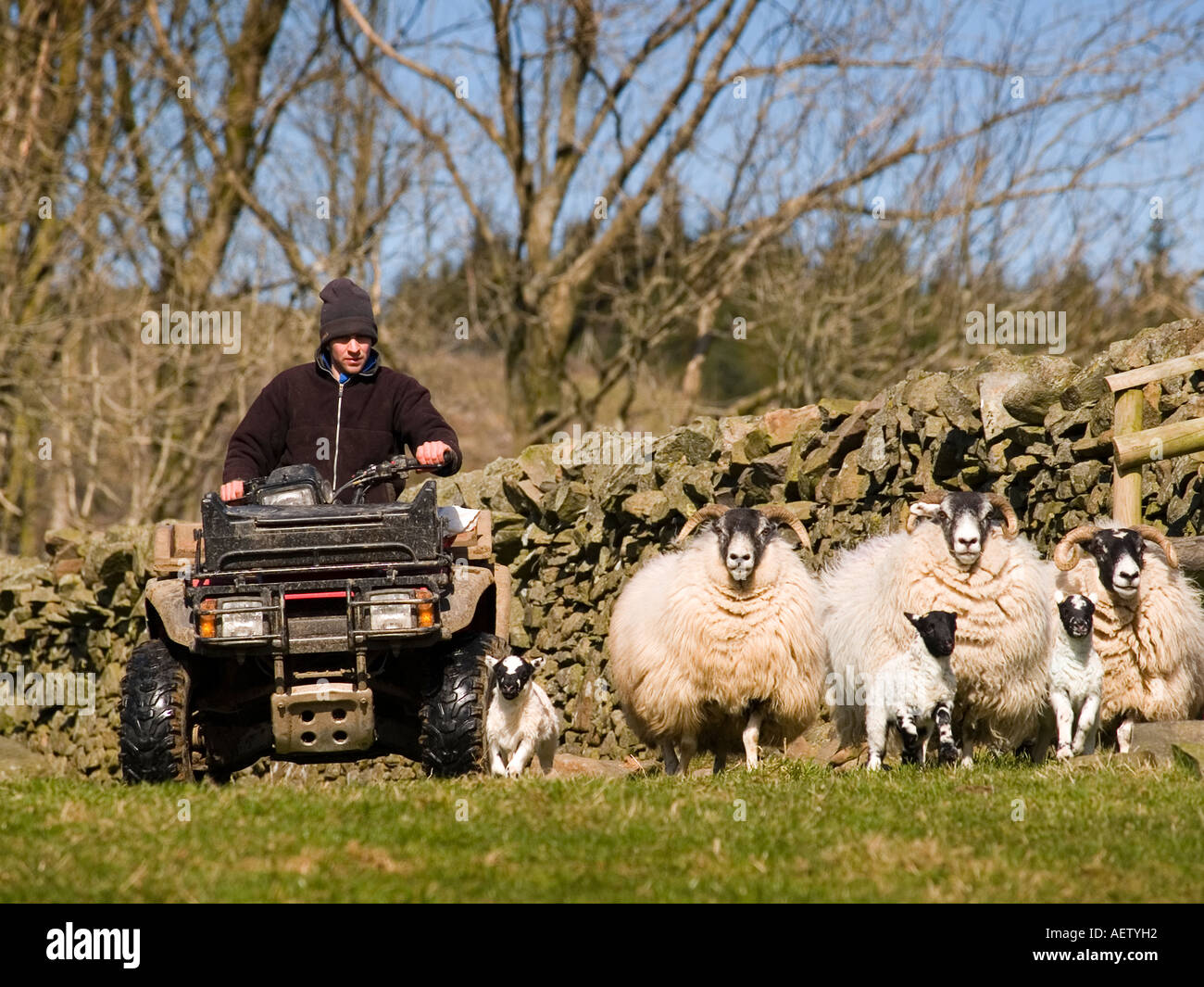 Shepherd on quad bike rounding up ewes and newborn lambs Stock Photo ...