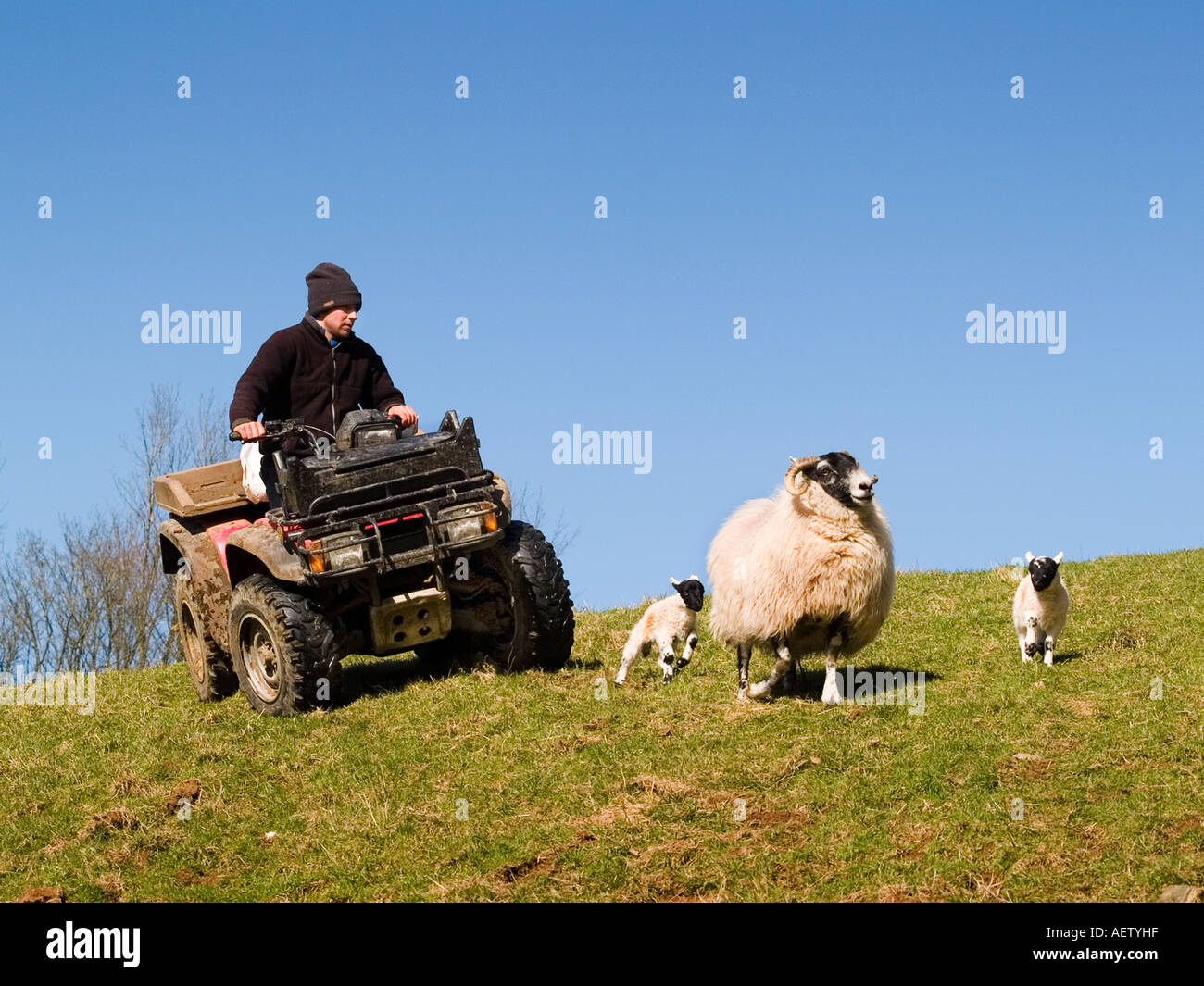 Shepherd on quad bike rounding up ewes and newborn lambs. Stock Photo