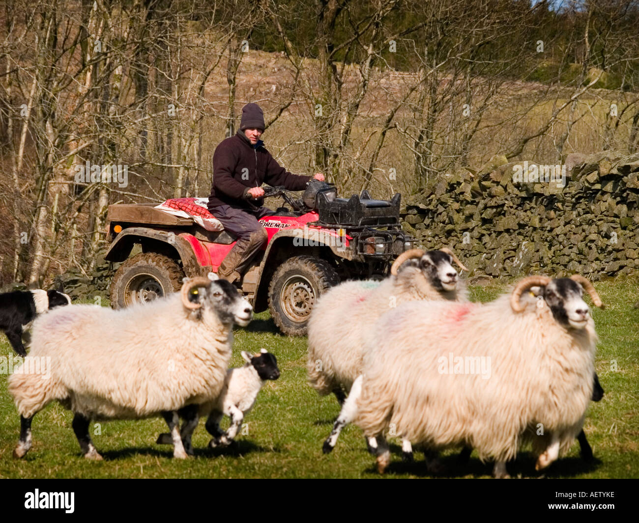 Shepherd on quad bike rounding up ewes and lambs. Stock Photo