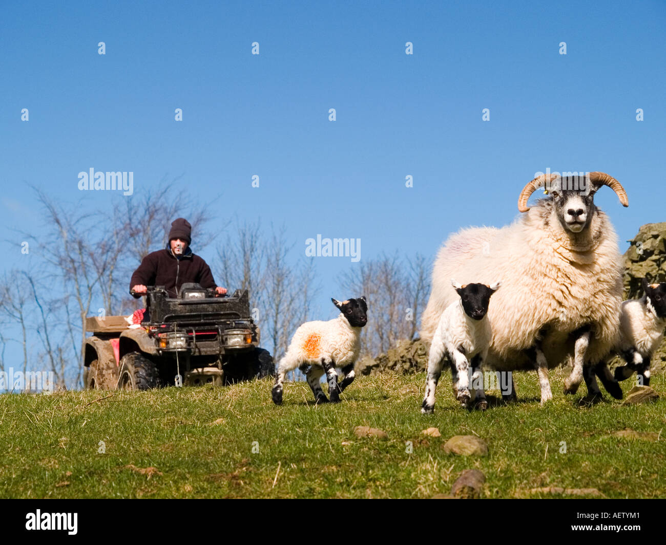 Shepherd on his quad bike rounding up ewes and lambs. Stock Photo