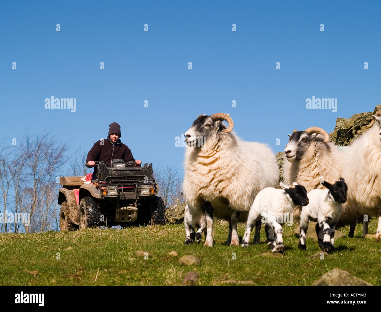Shepherd on his quad bike rounding up ewes and lambs. Stock Photo