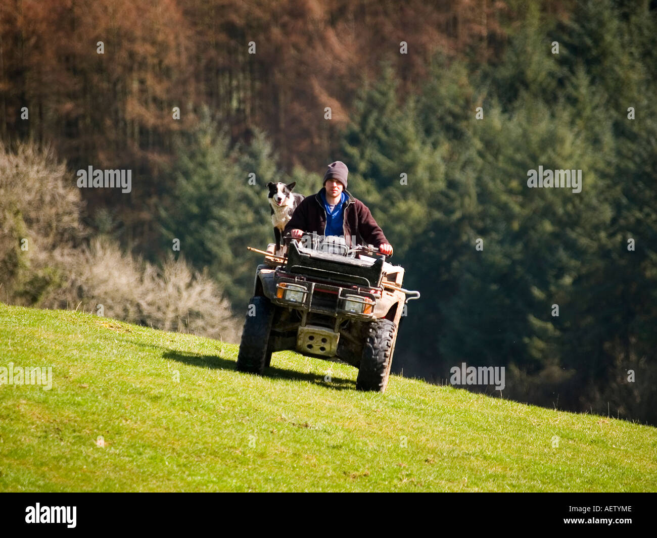 Shepherd travels over the hills on quad bike. Stock Photo