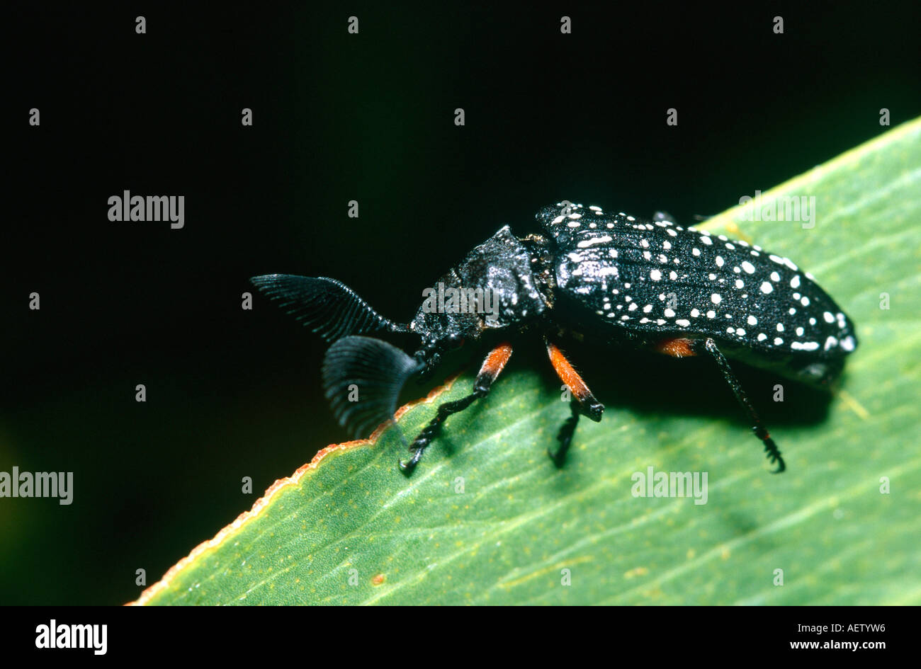 Beetle with feathery antennae Stock Photo