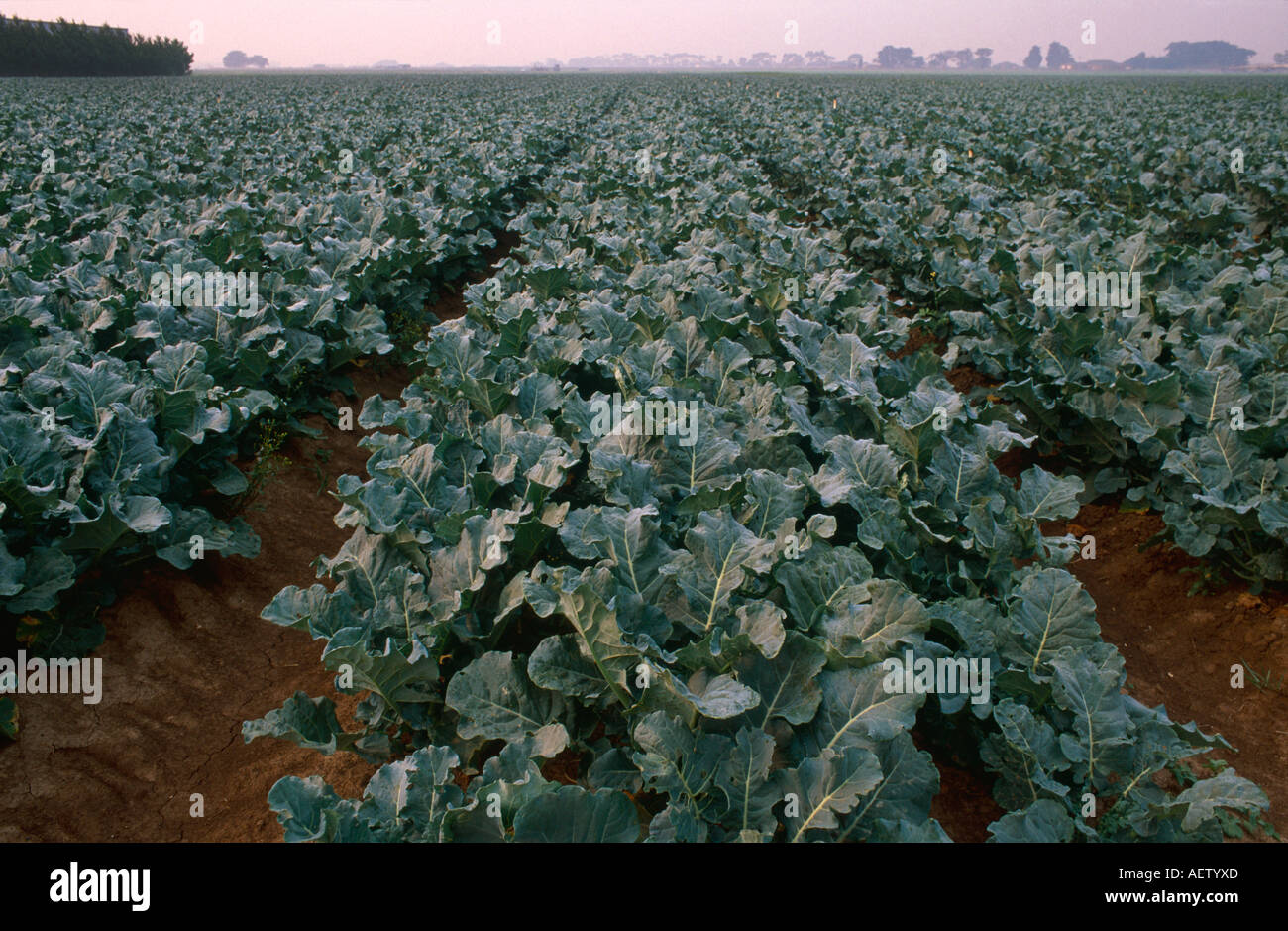 Broccoli crop Stock Photo