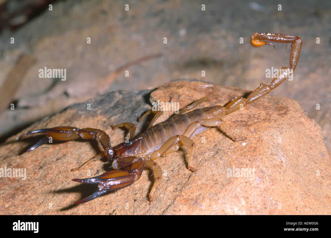 Flinders ranges scorpion hires stock photography and images Alamy