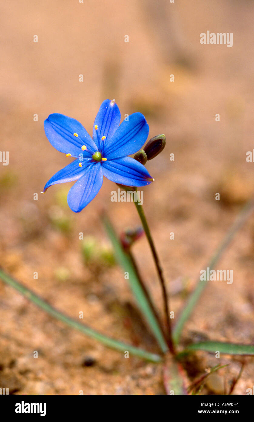 Blue star flower Stock Photo