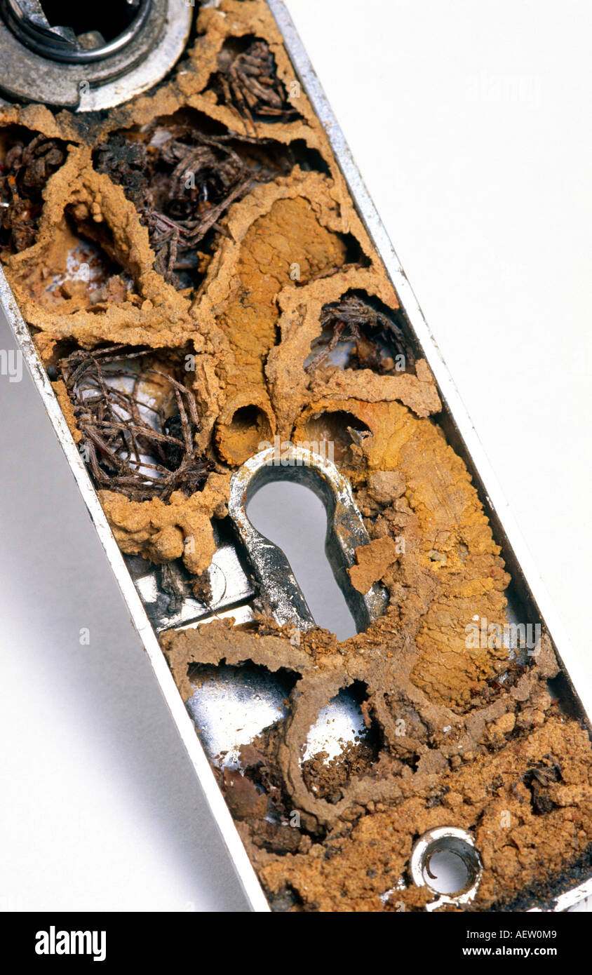 Mud Wasp Nest Inside Door Handle Stock Photo Alamy