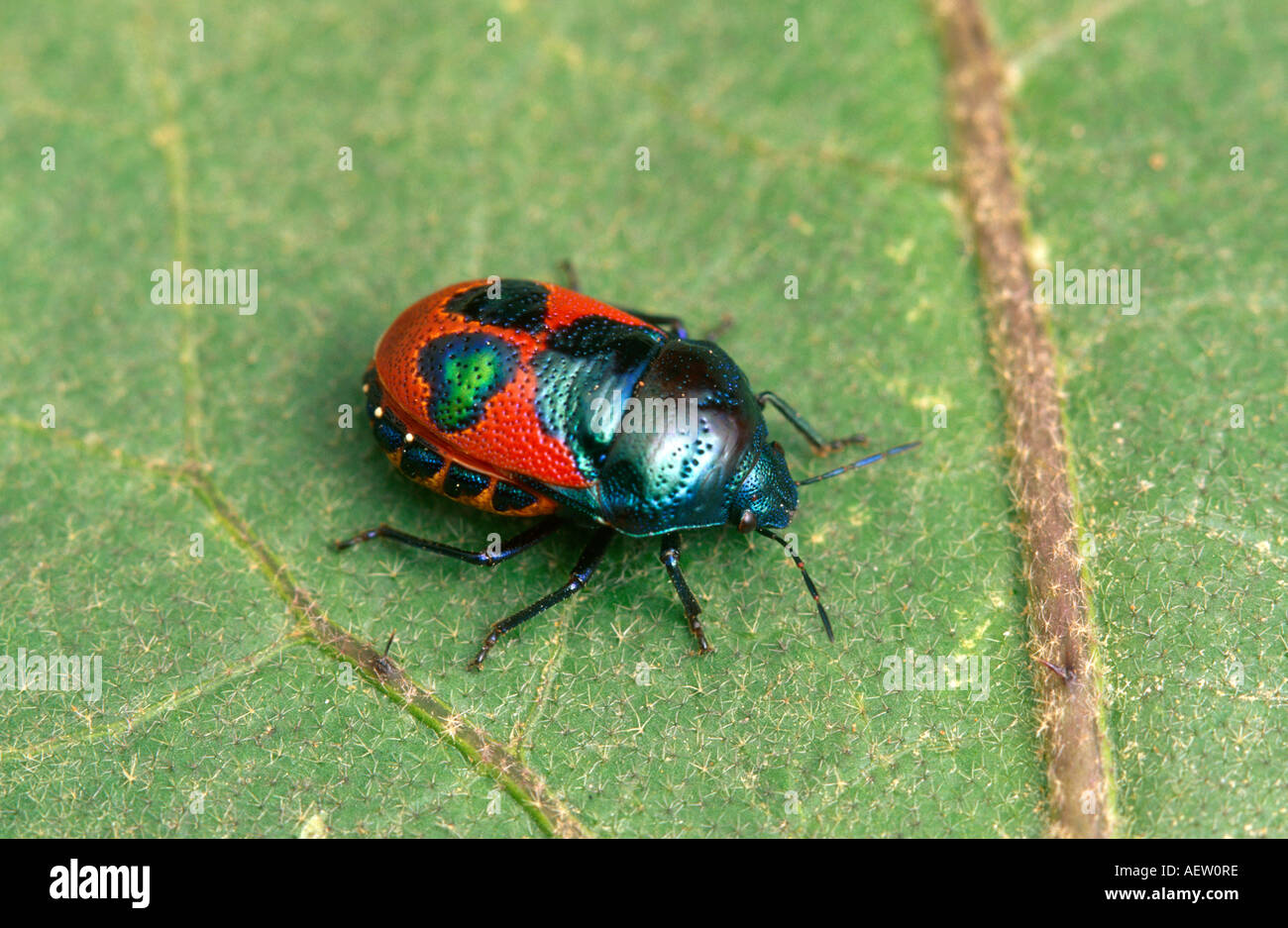 Colourful Australian jewel bug Stock Photo