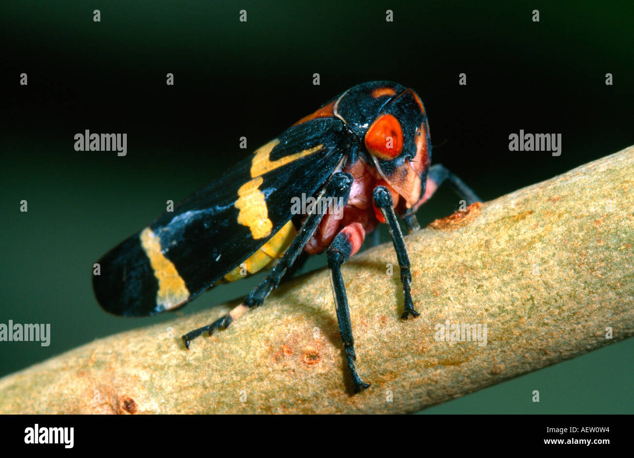 Australian gumtree hopper on eucalyptus branch Stock Photo - Alamy