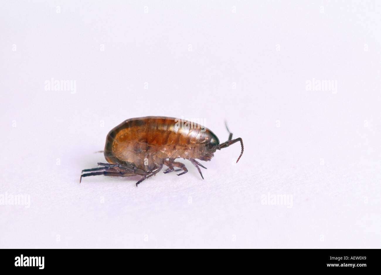 Land hoppers are common crustaceans found in damp garden litter Stock Photo