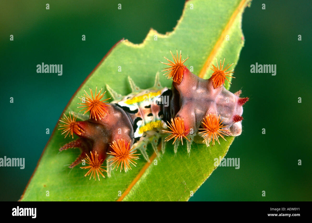 Australian mottled cup moth larva Stock Photo
