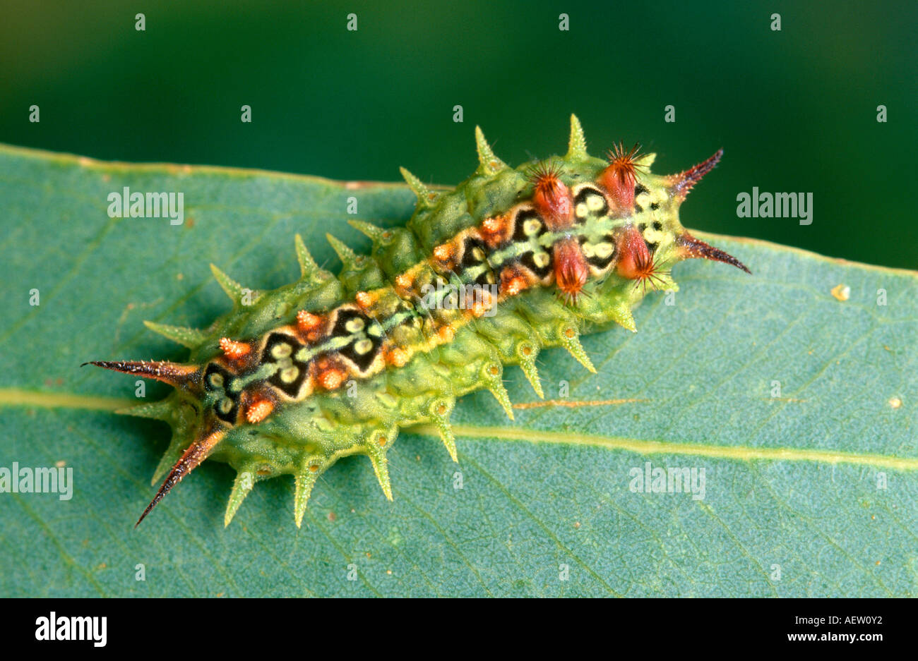 Four spotted Australian cup moth larva Stock Photo