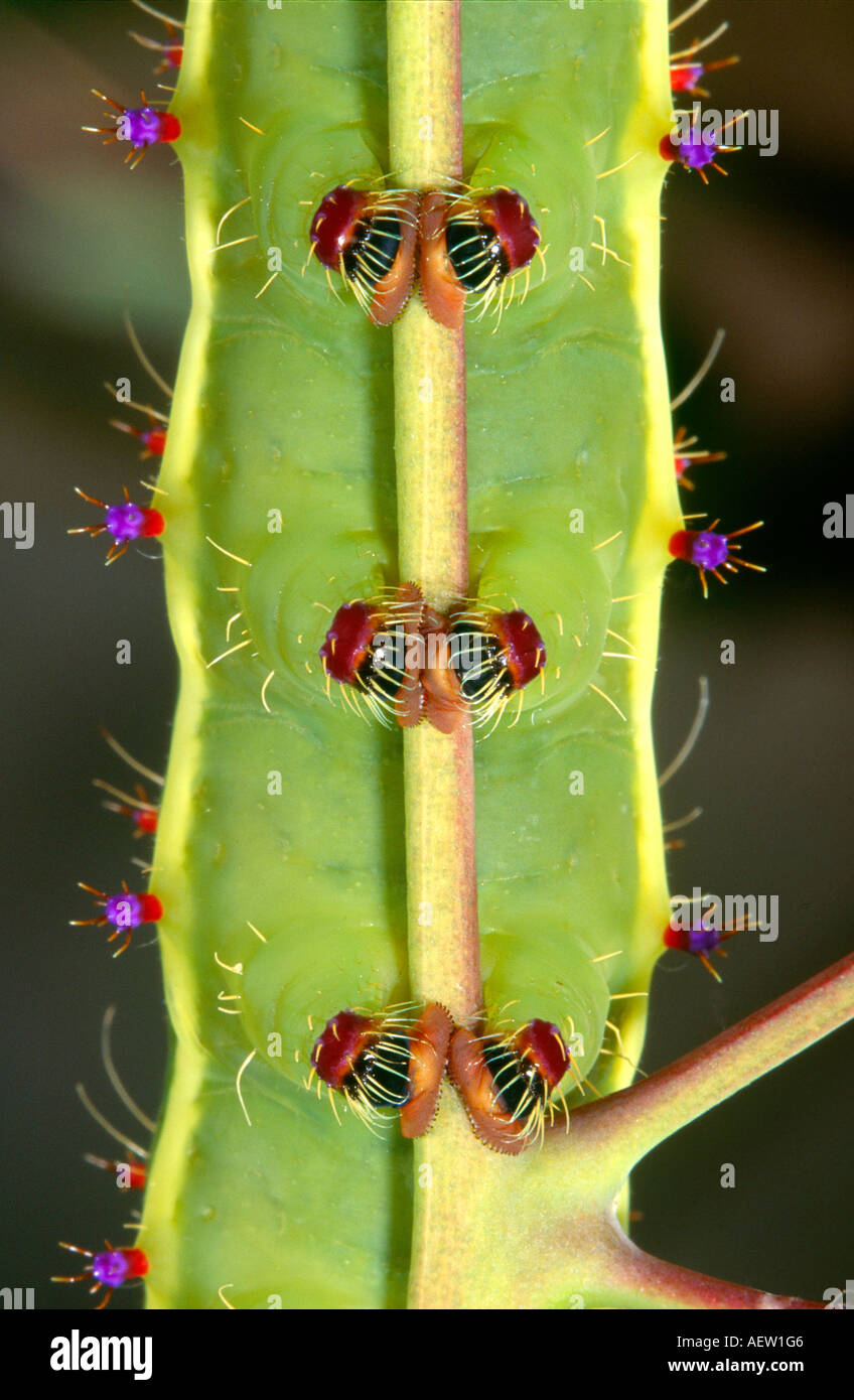 The feet of an Australian emperor gum moth caterpillar Stock Photo