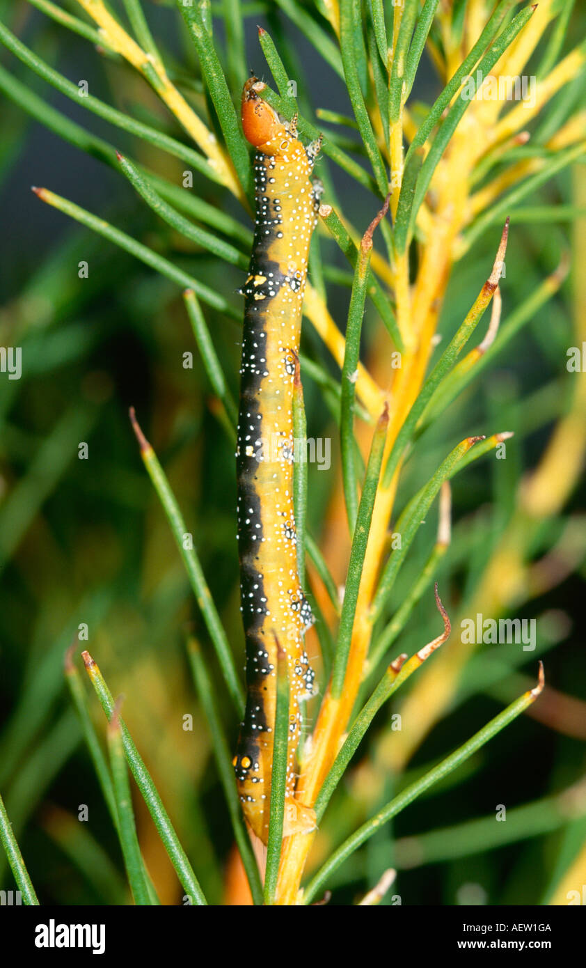 Australian caterpillar eating leaves Stock Photo