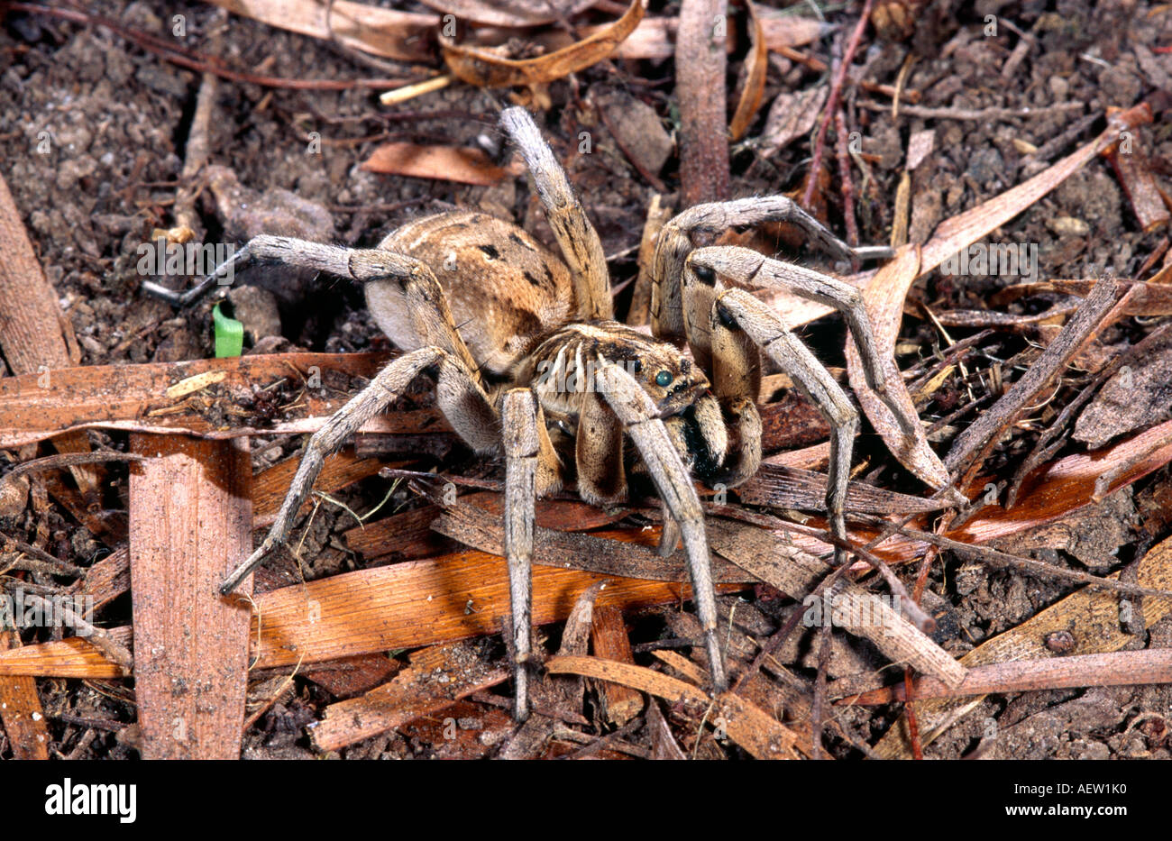 Australian wolf spider Stock Photo