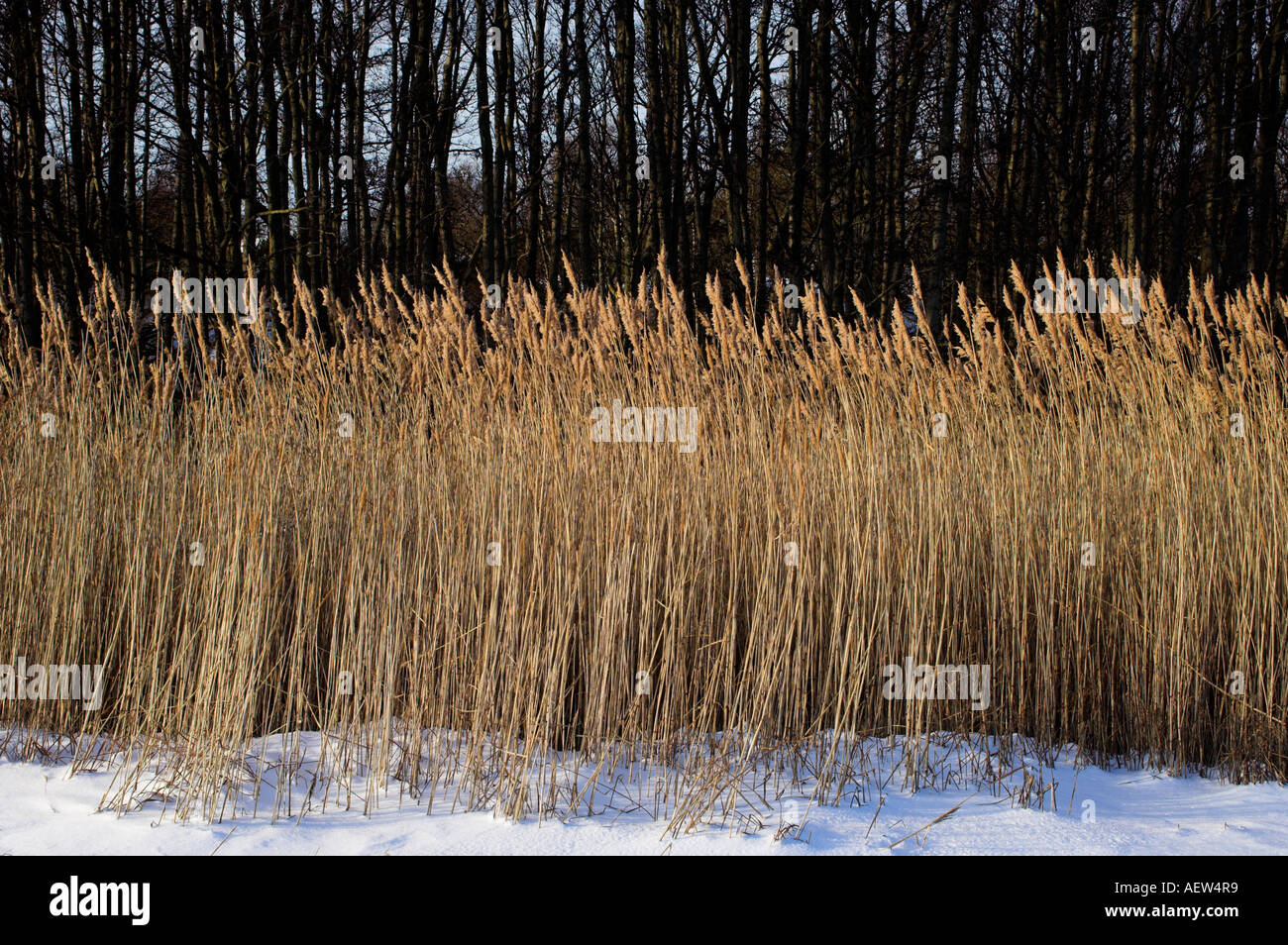 Reed plant hi-res stock photography and images - Alamy