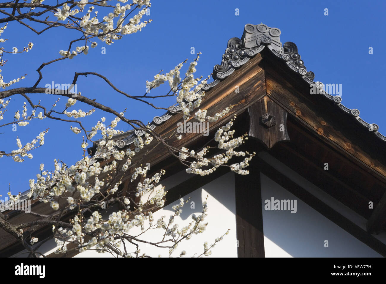 Plum blossom with temple architecture Daigo-ji Temple Kyoto Japan Stock Photo