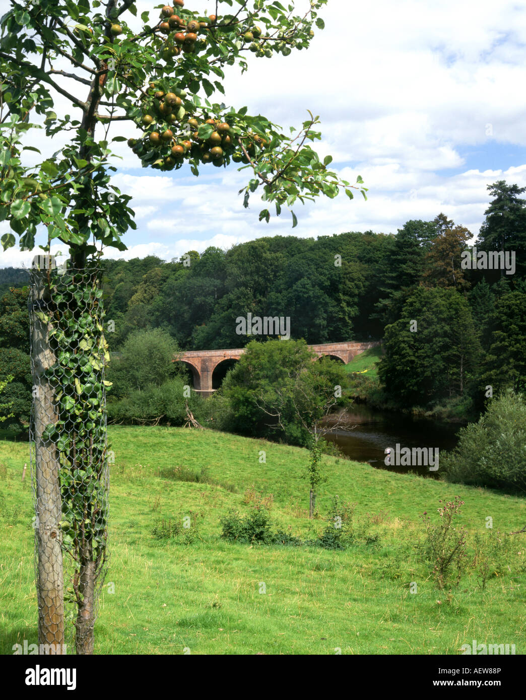 apple tree and bridge crossing river wye bredwardine herefordshire england Stock Photo Alamy
