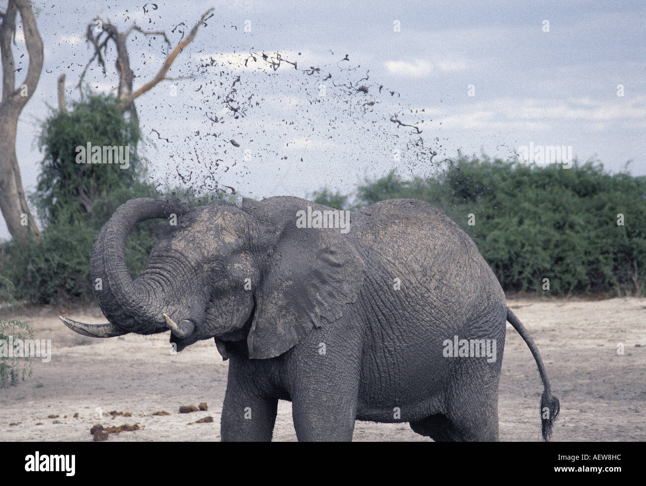 A young elephant taking a mud bath and throwing mud over his head Near Savuti South Chobe National Park Botswana Stock Photo