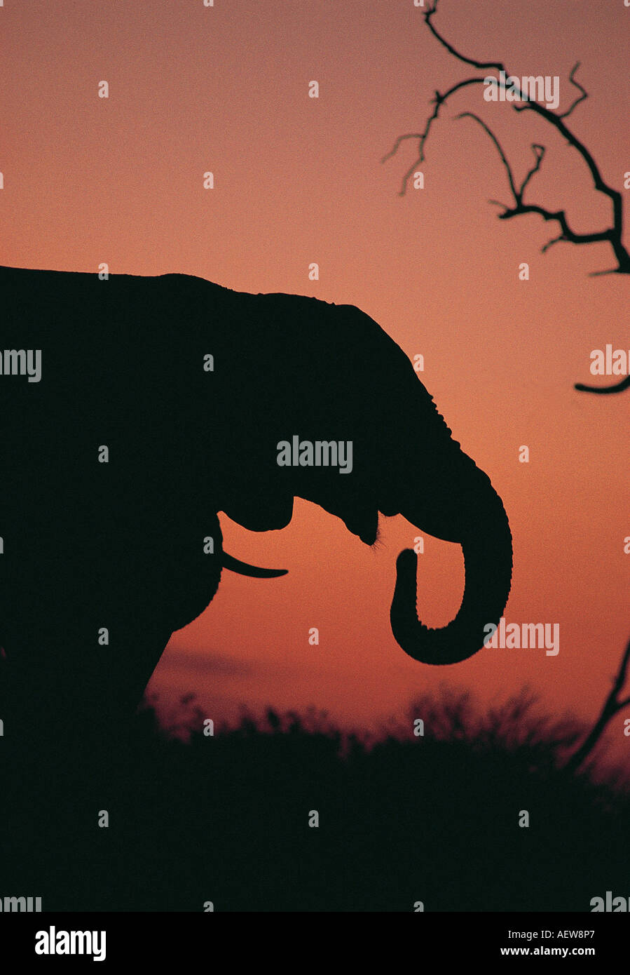 Profile of the head of an elephant silhouetted against the sunset sky near Savuti South Chobe National Park Botswana Stock Photo