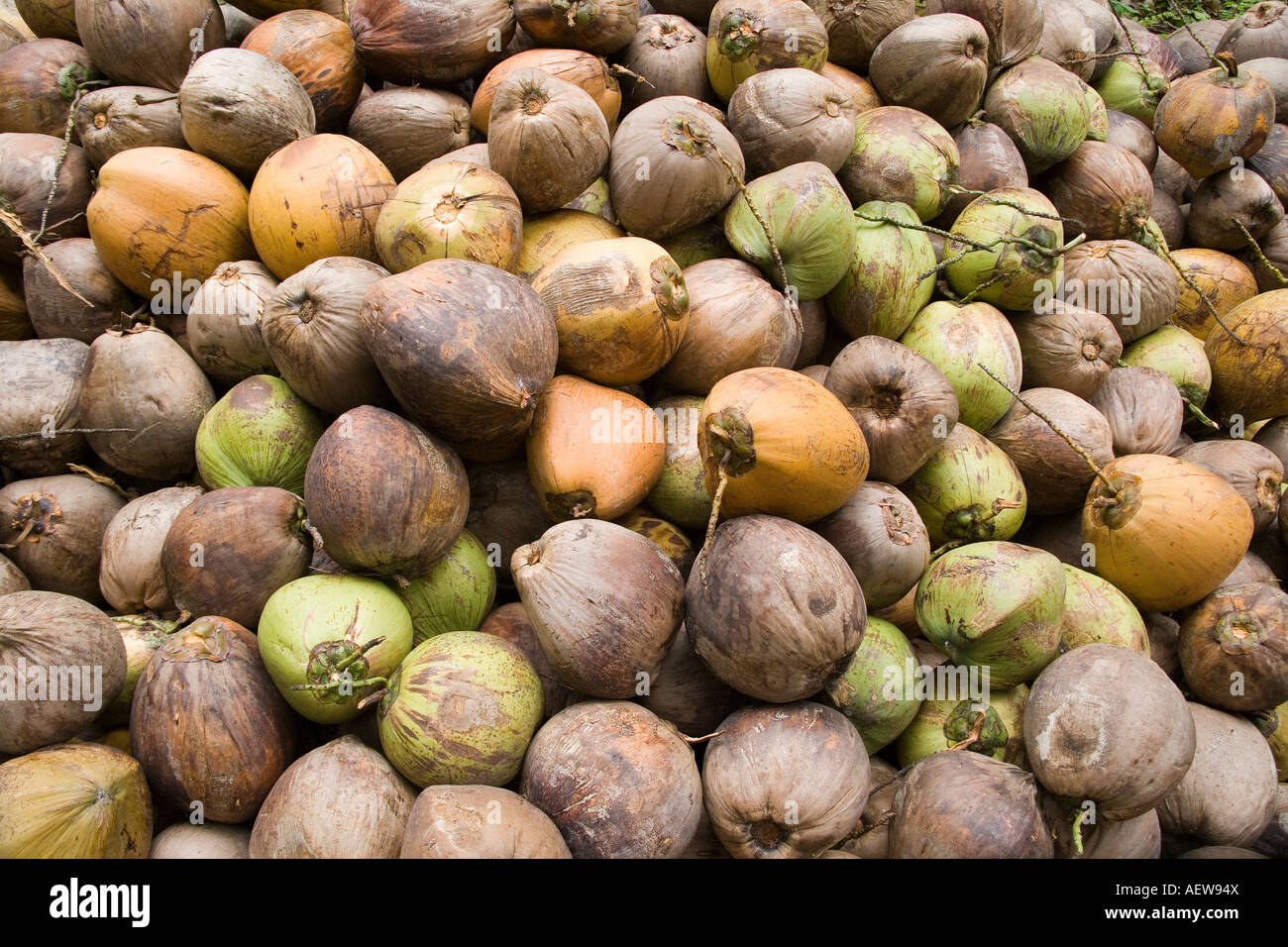 Coconut harvest hires stock photography and images Alamy