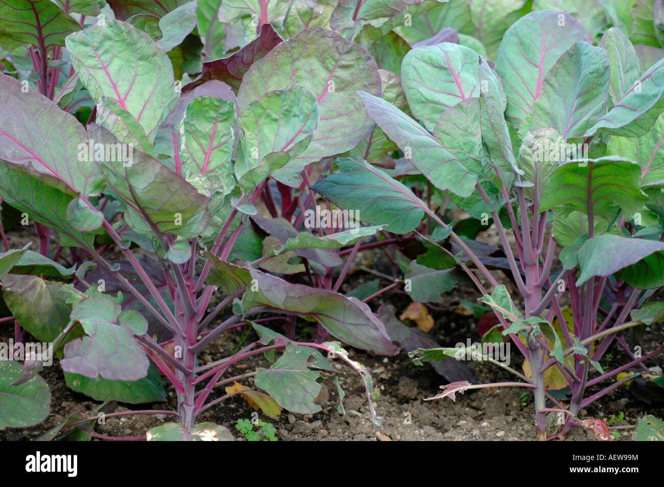 kohl rabi growing Stock Photo