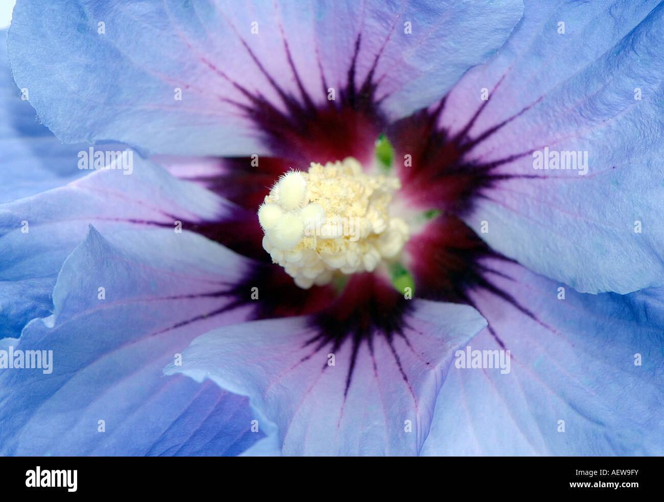 Close up of Hibiscus syriacus 'Blue Bird' Oiseau Bleu flowerhead Stock Photo
