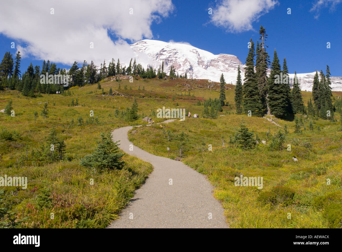 Mount Rainier from the Alta Vista Trail Paradise Park Mount Rainier