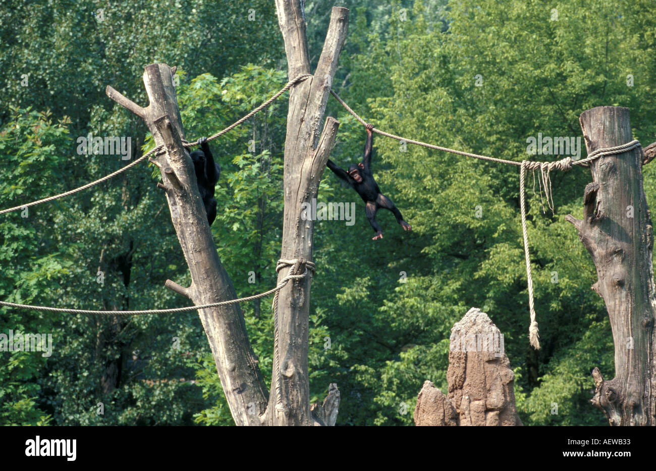 Chimpanzees Safari park Natura Viva park Bussolengo Veneto Italy Stock Photo