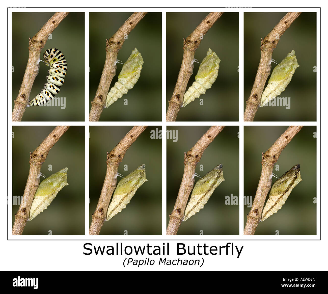 Swallowtail butterfly Papilio machaon chrysalis forming on stem full sequence Stock Photo