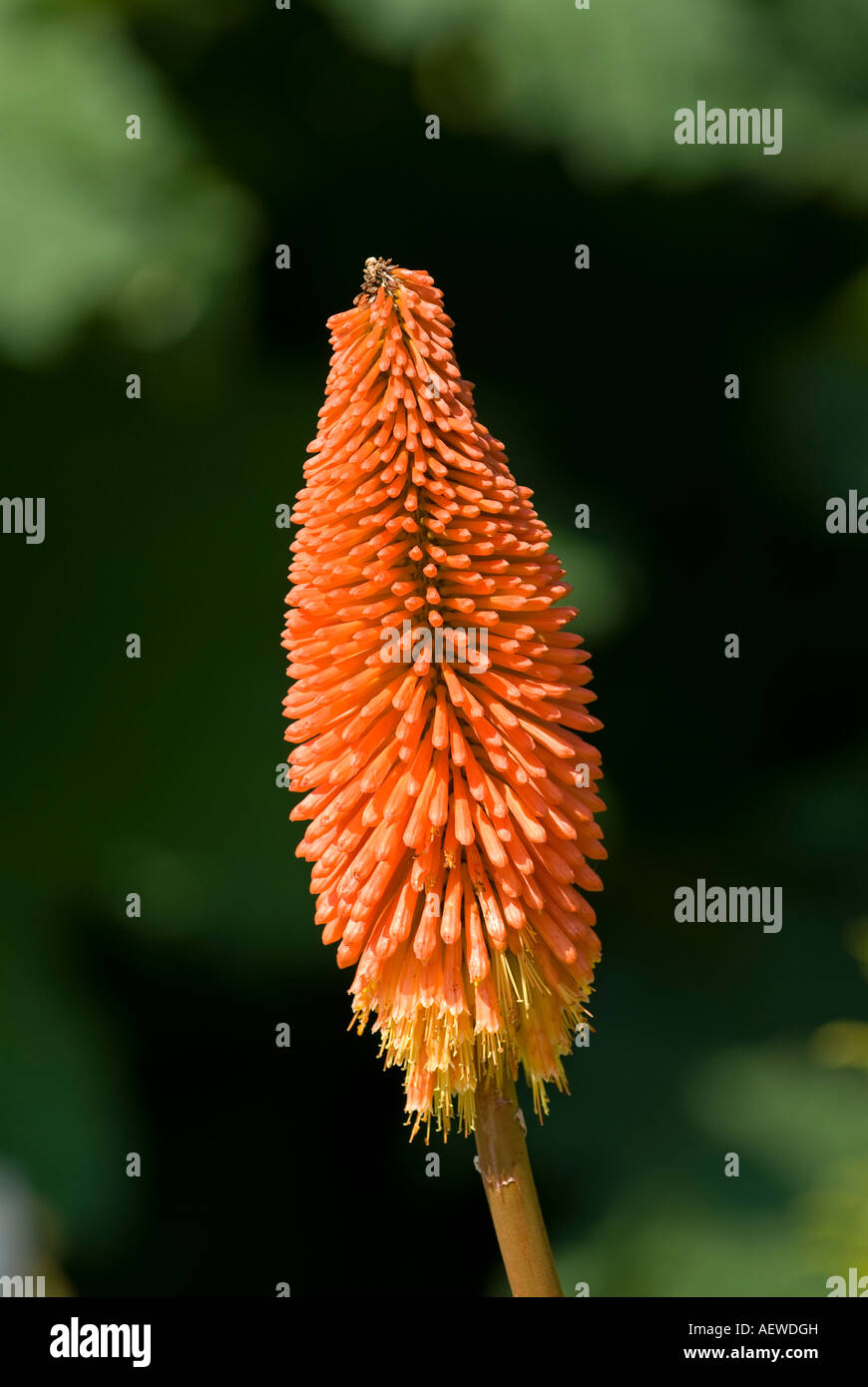 Red Hot Poker or Torch Lily (Kniphofia uvaria) Stock Photo