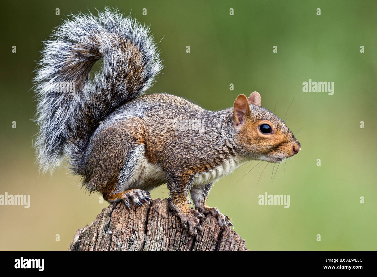 Grey squirrel  Sciurus carolinensis standing on old gate looking alert with nice out of focus background potton bedfordshire Stock Photo