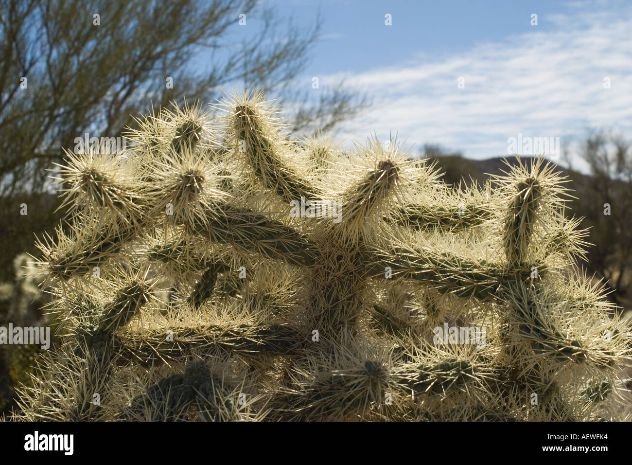 Chain Fruit Cholla Opuntia fulgida Saguaro National Park Stock Photo