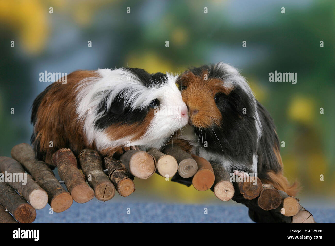 Guinea Pigs Meerschweinchen Stock Photo Alamy