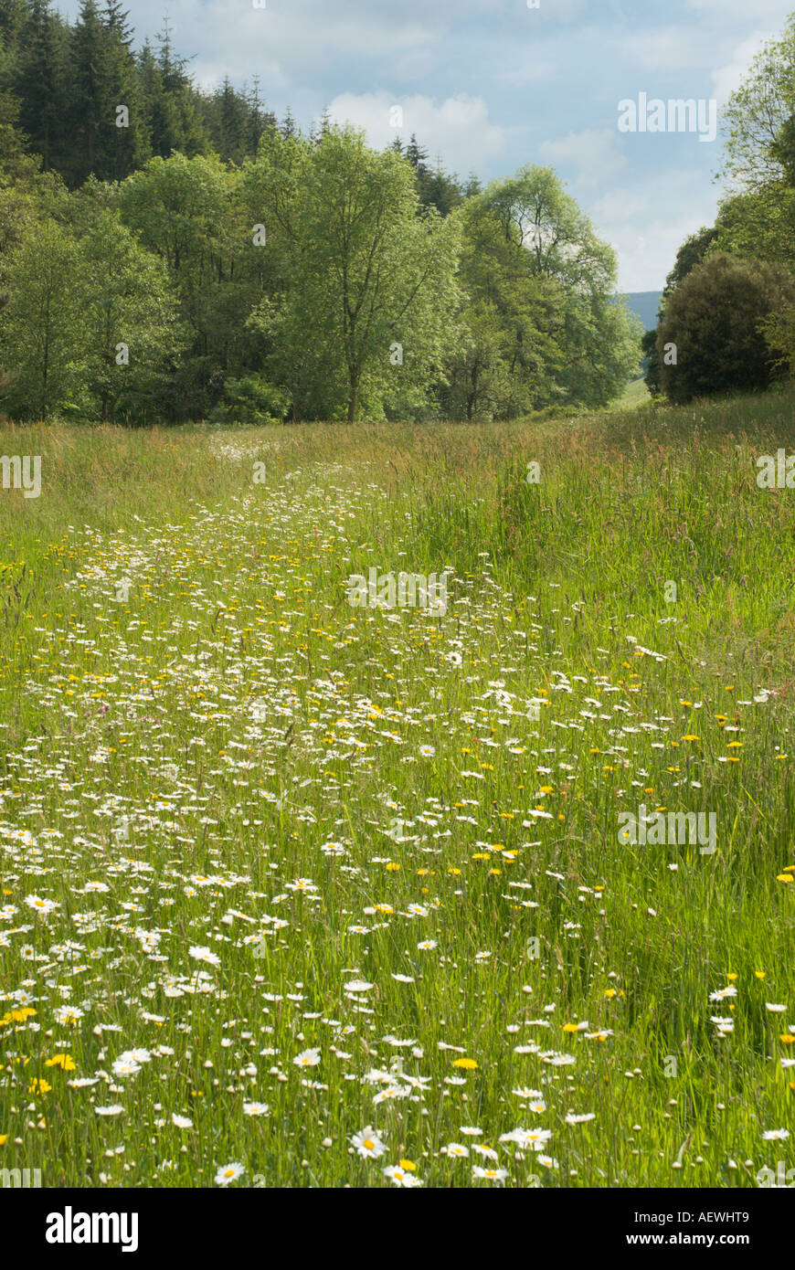 Summer flower meadow in Radnorshire Stock Photo