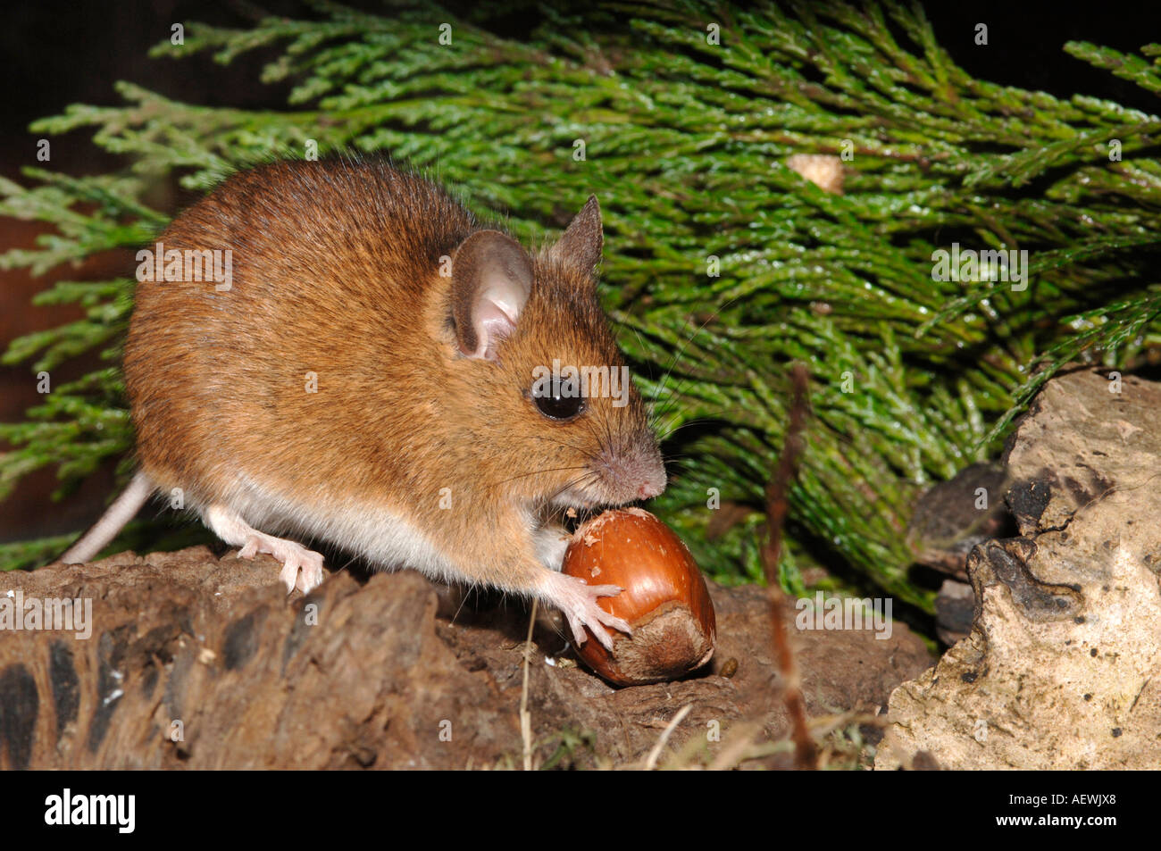 woodmouse eating a hazel nut Stock Photo