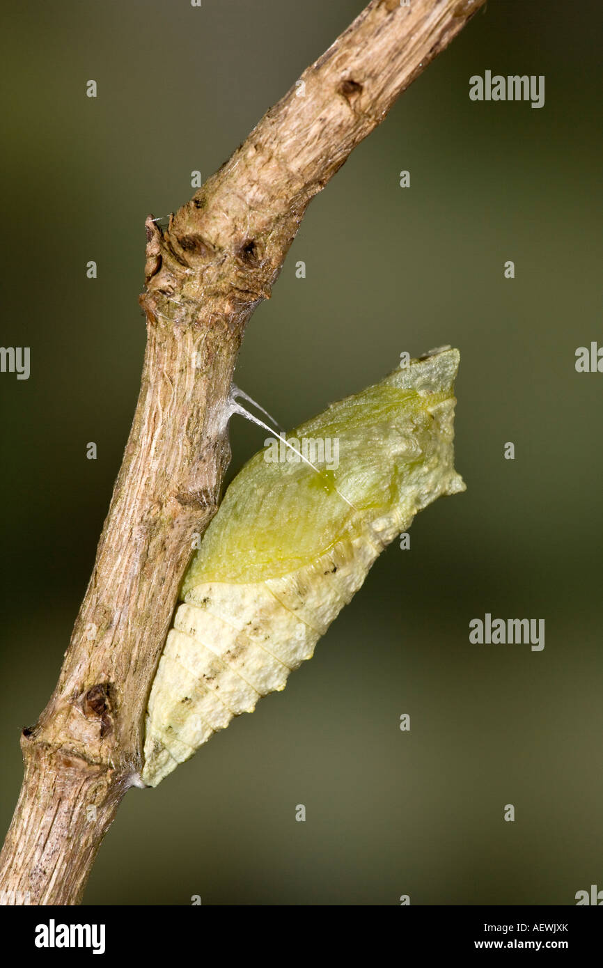 Swallowtail butterfly Papilio machaon chrysalis forming on stem with nice out of focus background Stock Photo