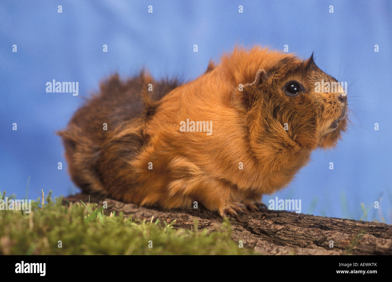rosettes guinea pig Stock Photo