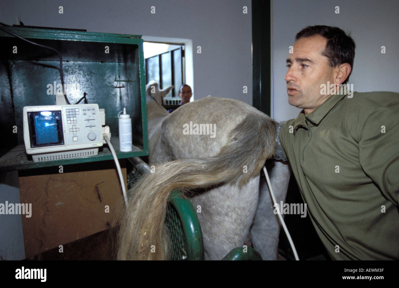 A vetenarian examinates a Purebred Spanish Horse of the iquada militar in Jerez de la Frontera Stock Photo