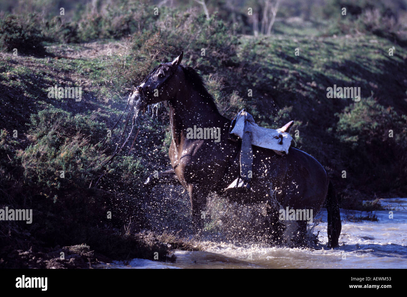 Rider thrown off hires stock photography and images Alamy