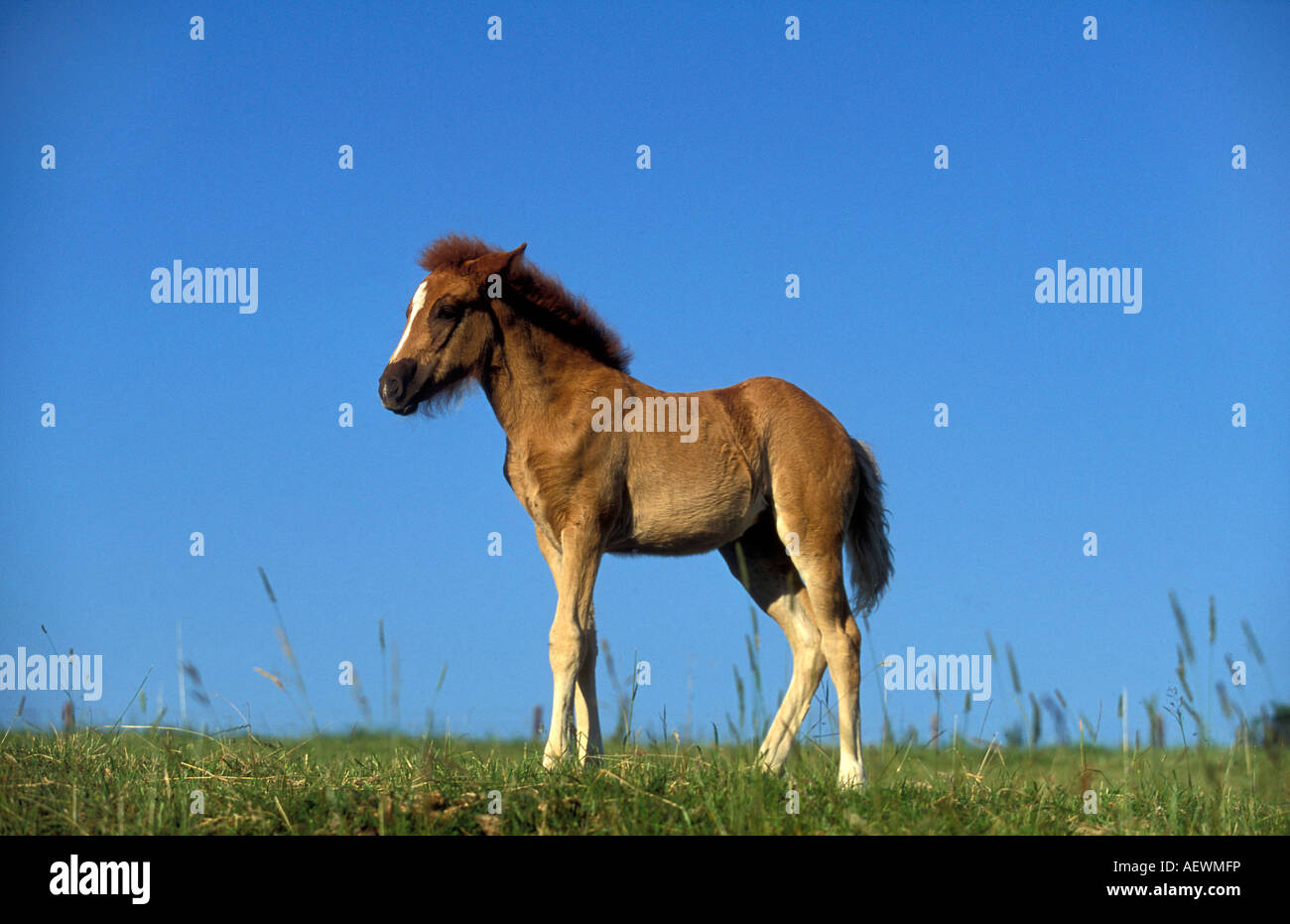 Paso Peruano Horse colt standing on a summerlike grassland Stock Photo