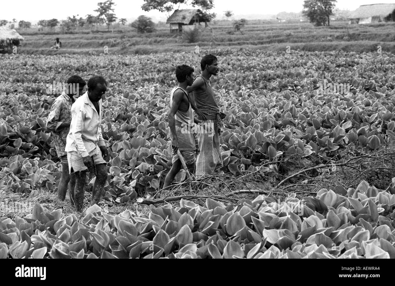 Bangladesh Farming Stock Photo