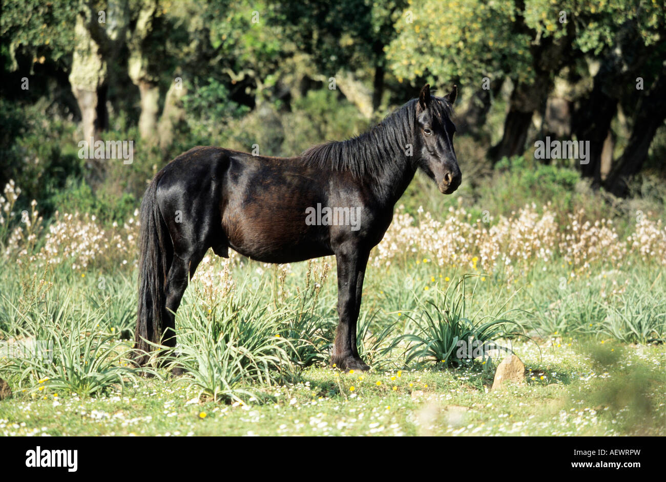 Giara horse black stallion standing between cork trees Stock Photo